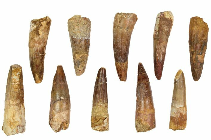Lot: -, Bargain Spinosaurus Teeth - Pieces #82626